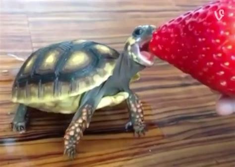 Baby Turtle Eating Strawberry Is The Most Adorable Thing I Have Ever