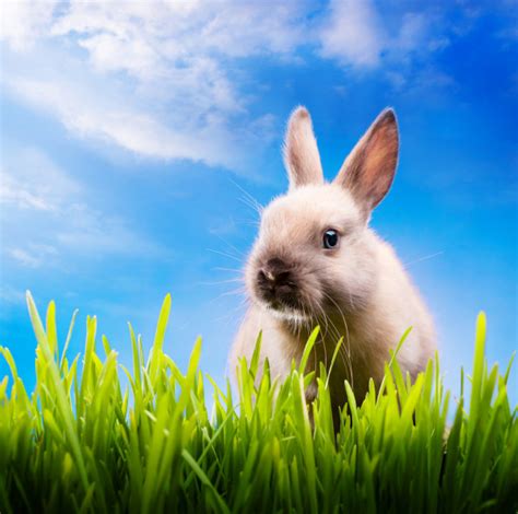 Art Couple Little Easter Rabbits On Green Grass — Stock Photo