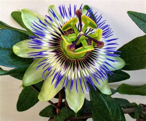 Blue Passion Flower 5 Seeds Passiflora Caerulea Pasiflora