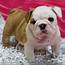 ENGLISH BULLDOG  FEMALE ID8572 RA – Central Park Puppies