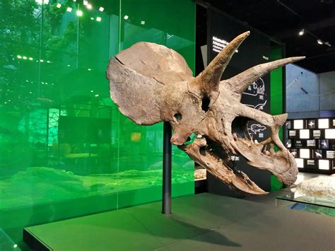 Flickrp2khbsru Crani De Triceratops Horridus Cosmocaixa