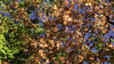 Download Wallpaper 1920x1080 Leaves Maple Branches Trees Autumn