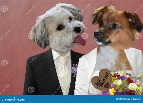 Just Married Animals Bride And Groom Stock Photo Image Of Happy