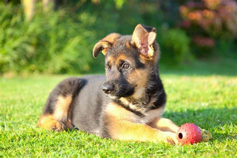 How Much Is A Full Breed German Shepherd Puppy