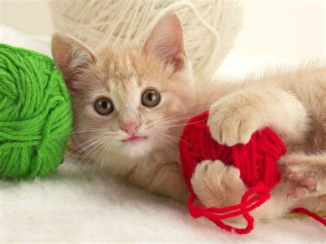 Why Do Kitties Like To Play With Yarn Kittens Whiskers