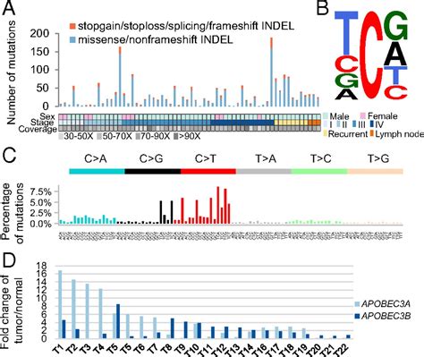 Whole Exome Sequencing Identifies Multiple Loss Of Function Mutations