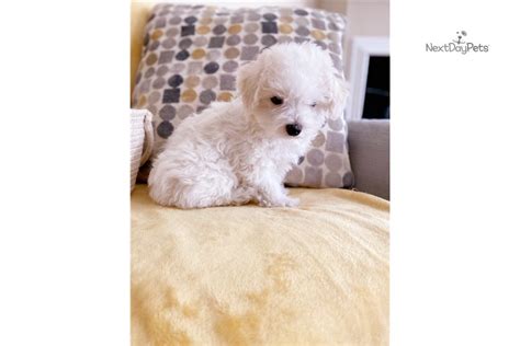 Coco Maltese Puppy For Sale Near Charlotte North Carolina 0c9309ce