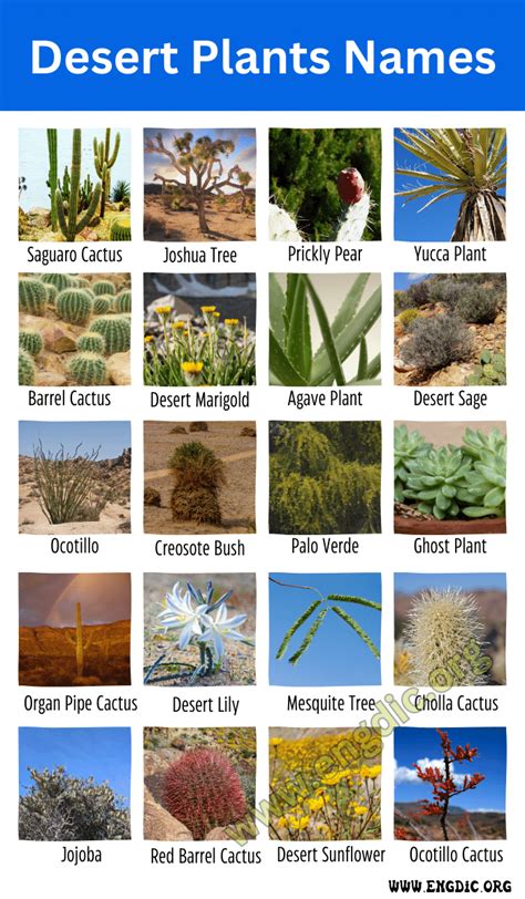 Desert Plants Names Top 10 Desert Plants Names And Pictures Engdic