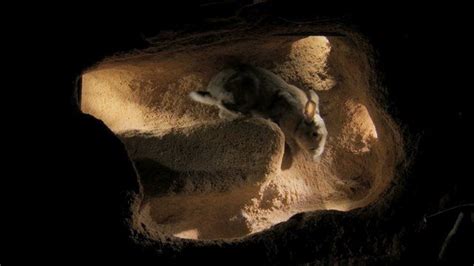 Underground Worlds Caught On Camera Pet Rabbit Underground World