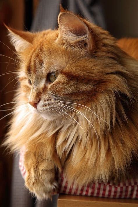 Long Hair Orange Cat Breeds Cat Meme Stock Pictures And Photos