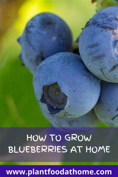 How To Grow Blueberries Planting Caring And Harvesting Growing