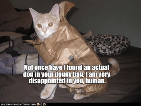 Very Disappointed Kittens Funny Silly Cats Funny Cat Memes