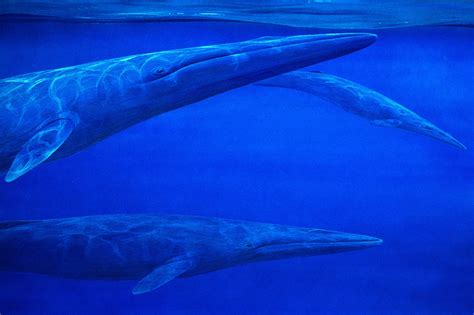 Tokarahia Large Filter Feeding Baleen Whales Eomysticetidae From The