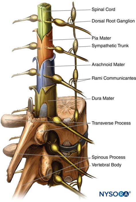 Spinal Anesthesia NYSORA Spinal Cord Anatomy Nerve Anatomy Medical Anatomy