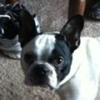 A po box 641, columbus, oh 43123 rescue helping to find loving homes for dogs. French Bulldog Rescue ― ADOPTIONS