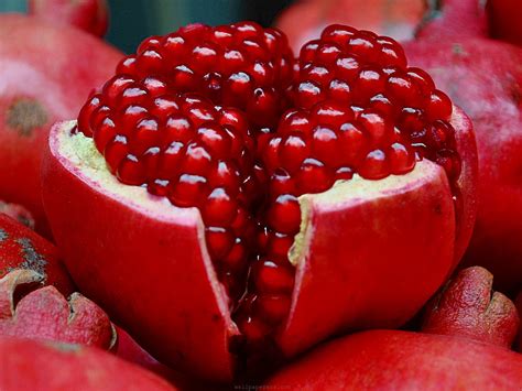Wikipedia article about pomegranate seeds on wikipedia. 7 Health Benefits From Pomegranates - Medinc - Emergency Stationery