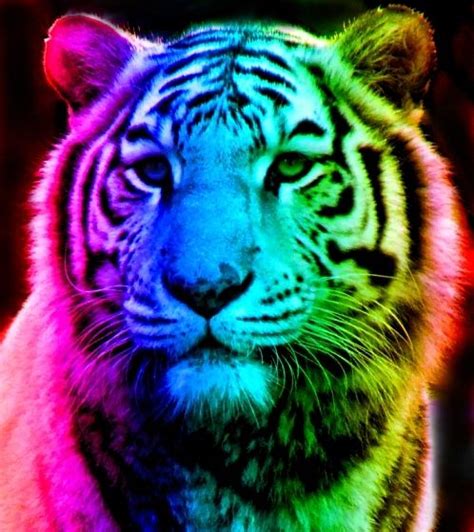 Rainbow Tiger Rainbow Tiger 12 By ~tomboytigress On Deviantart Snow