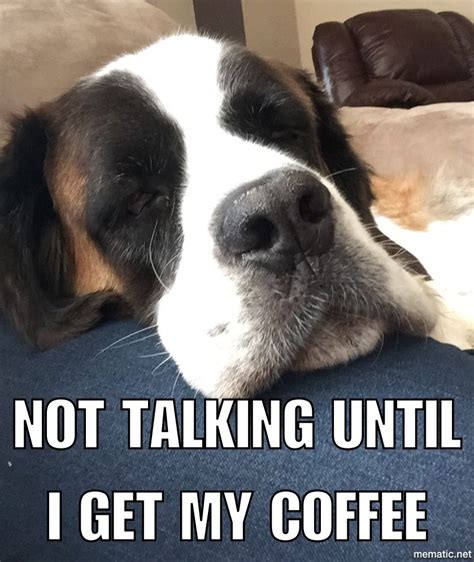 Funny St Bernard Meme We All Need Our Coffee St Bernard Dogs St