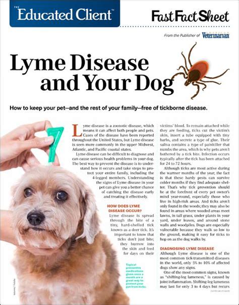 Lyme Disease And Your Dog Lyme Disease Can Be Difficult To Diagnose And