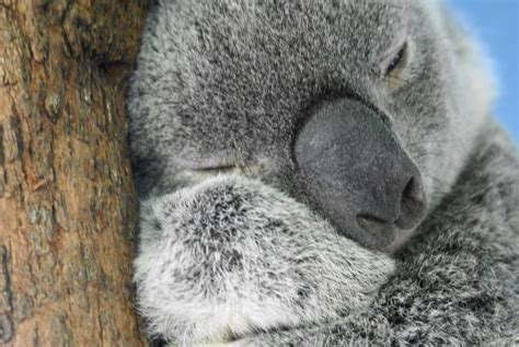 Koala Wikikoala Marcello Accurso Flickr