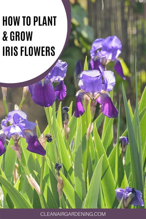 How To Grow Iris Flowers Clean Air Gardening Iris Flowers Growing