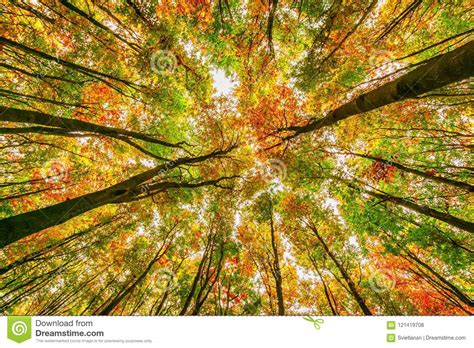 Bright Autumn Beech Trees Crowns Fall In The Foliar Forest Stock