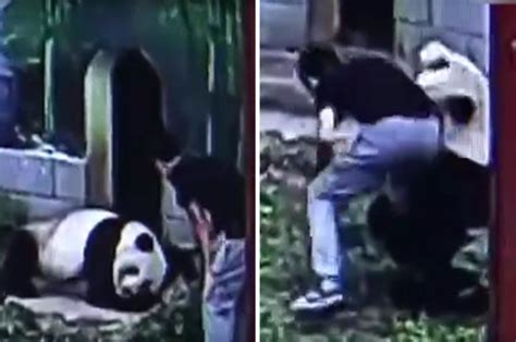 Panda Attacks Man Who Broke Into Zoo Daily Star