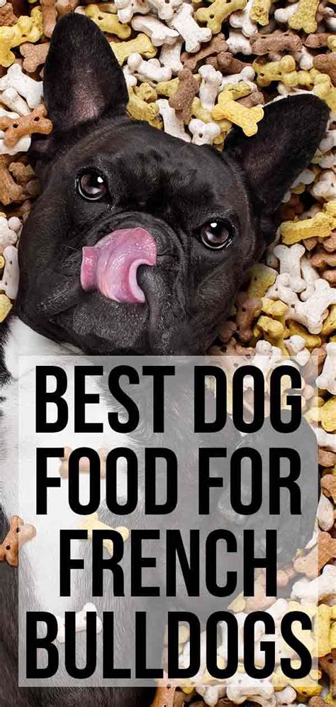 French bulldog adults and puppies. Best Dog Food For French Bulldogs' Health And Welfare ...