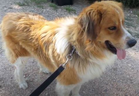 Bernese Mountain Dog Golden Retriever Mix Overview And Photos