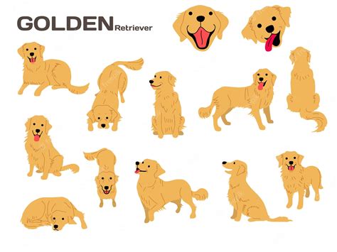 Premium Vector Golden Retriever Illustrationdog Posesdog Breed