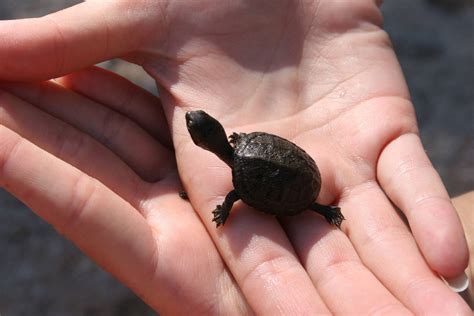 Baby Mud Turtle