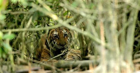 Number Of Tigers Rises In Sundarbans