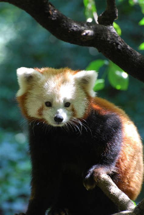 Panda Bear Showing His Teeth Aangezien Hij Op Bamboe Smakt Stock Foto