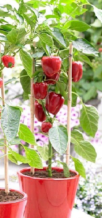 Growing Bell Peppers In Pots How To Grow Bell Peppers In