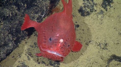 Researchers Capture First Footage Of Rare Deep Sea Anglerfish Rakerum