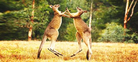 2 Boxing Kangaroos Fight Mano A Mano In Australia