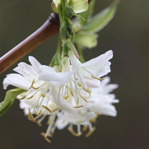 Buy Winter Honeysuckle Lonicera × Purpusii Winter Beauty £639
