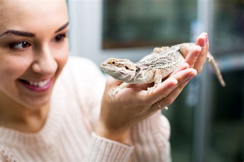 Pet Insurance Alternative For Reptiles Pet Assure