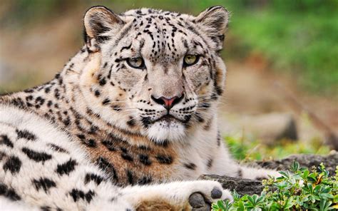 Leopardo De Las Nieves Wiki Reino Animalia