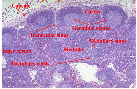 Histology Lymph Node Histology Lymphatic System And Immunity