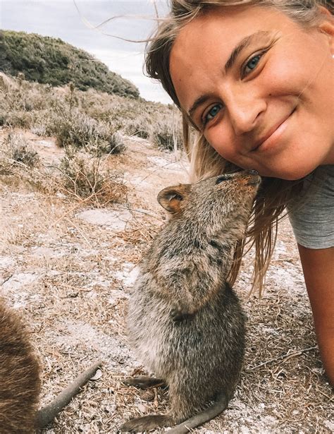 Howstuffworks goes down under to get to know the quokka. Quokka selfie at Rottnest Island - the world's happiest ...