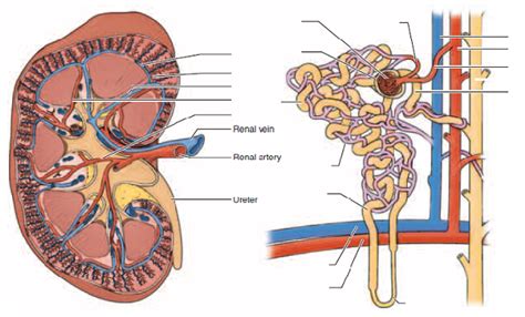 Nutrients and metabolic end products move between the capillary vessels and the surroundings of the cell through the interstitial fluid by diffusion and mediated transport. Functional Microscopic Anatomy of the Kidney and Bladde ...
