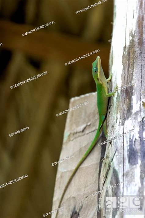 Cuban Female Lizard Allisons Anole Anolis Allisoni Also Known As