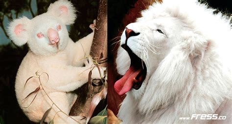 30 Increíbles Animales Albinos