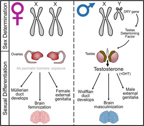 Sex Determination And Sexual Differentiation Of The Brain Sex Download Scientific Diagram
