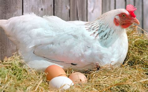What Chickens Lay White Eggs Asking List