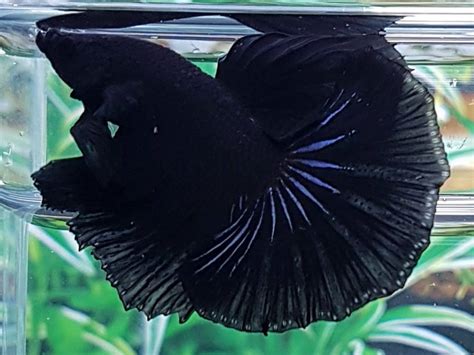 Black Orchid Betta Care Anabantoids All You Need To Know