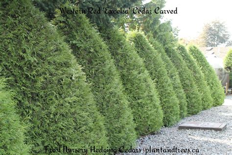 Carved Excelsa Cedar Makes A Gorgeous Privacy Hedge Hedging Cedars
