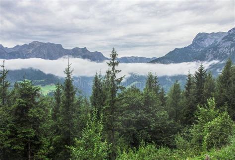 Austrian Alps Panoramic View And A Forest Stock Photo Image Of