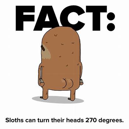 Sloth Facts Sloths Know Should Human Brain